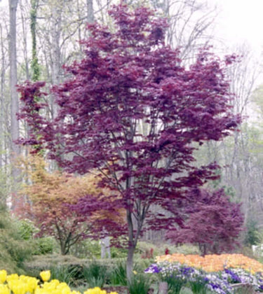 Acer palmatum 'Nuresagi' - mapleridgenursery